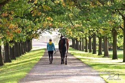 Pferd in der Allee – Reitbeteiligung